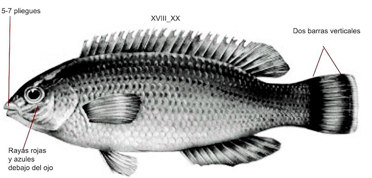Centrolabrus exoletus_001.jpg